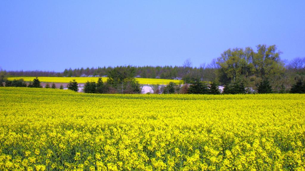 Olholm Cottage Stege Szoba fotó